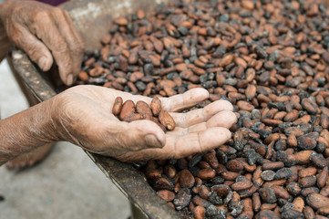 Cocoa seeds being sundried in the sun. Samosir Island in North Sumatra, Indonesia