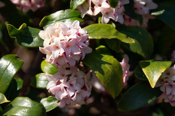 満開の沈丁花のクローズアップ