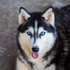 siberian husky