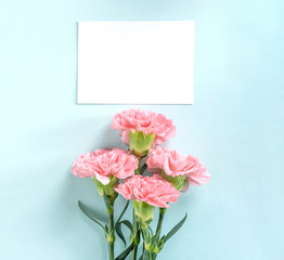 Beautiful fresh blooming baby pink color tender carnations isolated on bright blue background, mothers day thanks design concept,top view,flat lay,copy space,close up,mock up