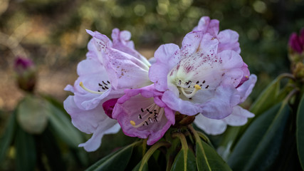 Early Rhododendrons