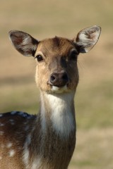 portrait of a deer