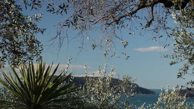 Garden with olive trees overlooking the sea. In the Gulf of La Spezia, near the Cinque Terre an olive grove overlooking the sea. In the foreground olive fronds and a Dracena plant.