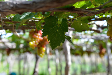 Close up bunch of grapes on vine, green grapes in grape farm at Central Vietnam