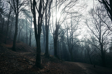 Fototapeta premium Wald!