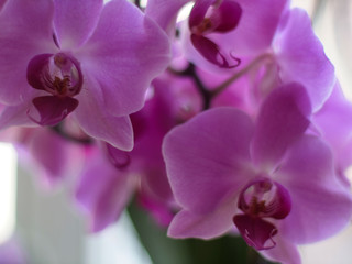 White and Pink Phalaenopsis or Moth dendrobium Orchid flower in winter or spring day tropical...