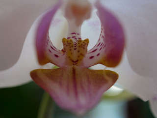 White and Pink Phalaenopsis or Moth dendrobium Orchid flower in winter or spring day tropical...