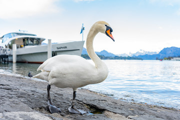 White swan on the bank of  lake Lucerne. © BigGabig