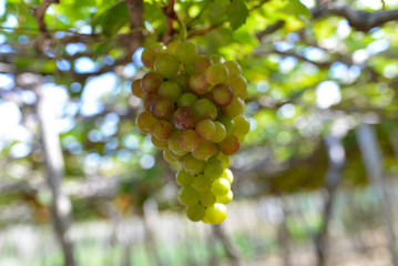 Close up bunch of grapes on vine, green grapes in grape farm at Central Vietnam