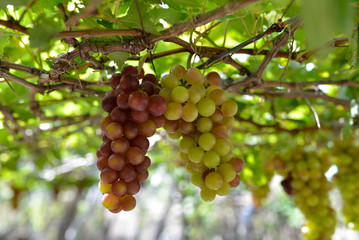 Close up bunch of grapes on vine, green grapes in grape farm at Central Vietnam