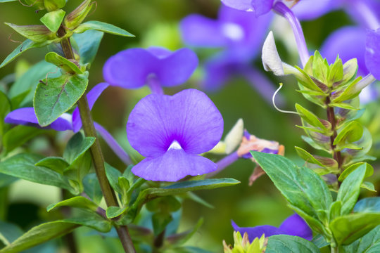 Purple flowers of Brazilian Snapdragon growing in Asia