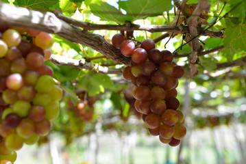 Close up bunch of grapes on vine, green grapes in grape farm at Central Vietnam