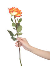 Female hand with a beautiful manicure holding rose