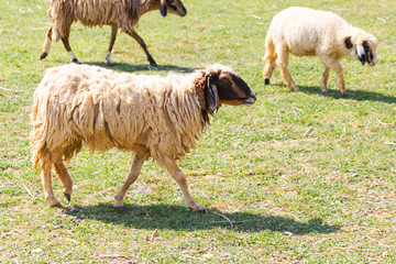 Obraz premium flock Sheep on a farm outdoor, Asia Thailand.