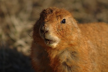 prairie dog eating