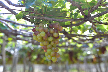 Close up bunch of grapes on vine, green grapes in grape farm at Central Vietnam