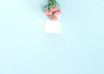 Beautiful fresh blooming baby pink color tender carnations isolated on bright blue background, mothers day thanks design concept,top view,flat lay,copy space,close up,mock up