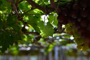 Close up bunch of grapes on vine, green grapes in grape farm at Central Vietnam