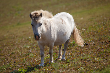Obraz premium pony grazing in the meadow / pasture