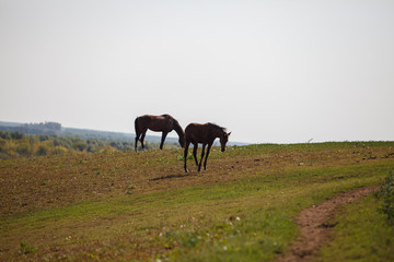 horses grazing in the meadow / pasture