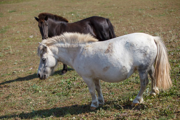 ponies grazing in the meadow / pasture