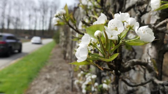 Apple blossoms in the foreground with cars passing by in the background on the grounds of Biltmore House in Asheville, North Carolina.