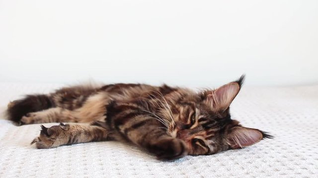 sleepy stoned Maine Coon young cat laying down after smelling catnip on white background