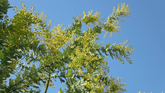 ミモザ / Mimosa flower, Acacia dealbata