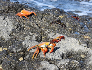 Sally lightfoot crabs Grapsus grapsus on rocks by the sea