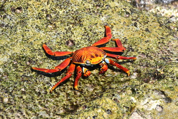 Closeup on orange colored Sally lightfoot crab Grapsus grapsus on a rock