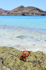 Sally lightfoot crab Grapsus grapsus in front of mountain landscape on Galapagos