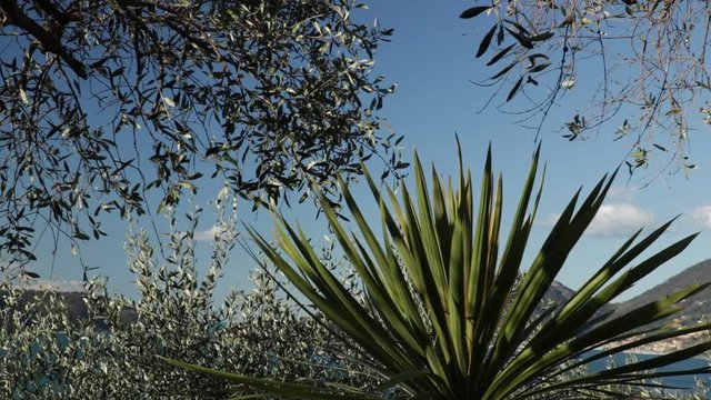 Garden with olive trees overlooking the sea. In the Gulf of La Spezia, near the Cinque Terre an olive grove overlooking the sea. In the foreground olive fronds and a Dracena plant. In the background t