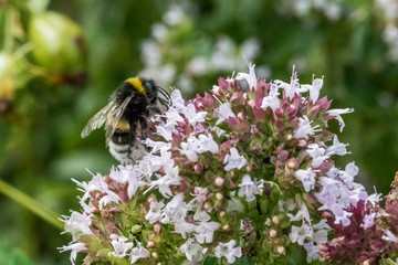 Wildbiene beim Honigsammeln