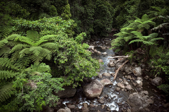 Tropical Creek Landscape With Green Ferns - Silago, Leyte - Philippines