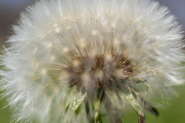 Close up dandelion seed