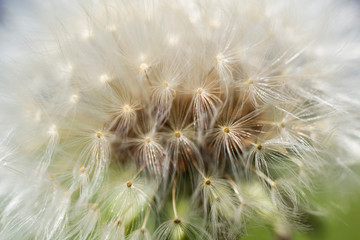 Dandelion seed close up