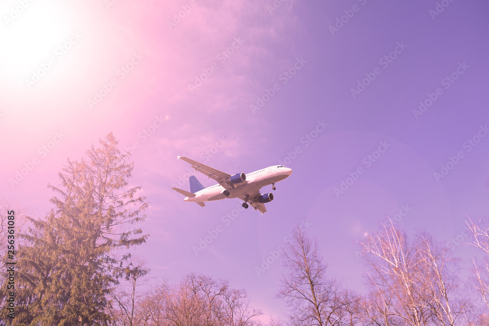 Wall mural airliner over dry trees in the sky. sunset.