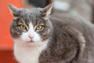 Portrait of a beautiful gray street cat close up