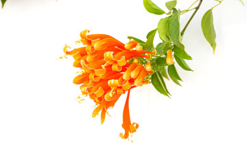 Fototapeta premium Close up Orange trumpet, Flame flower, Fire-cracker vine on white background