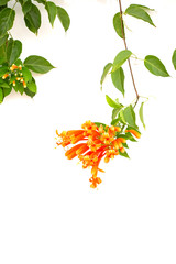 Close up Orange trumpet, Flame flower, Fire-cracker vine on white background