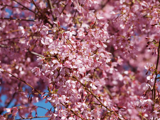 Prunus incisa - Cerisier du Japon  'paean' 