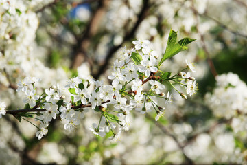 Blossoming trees in spring season