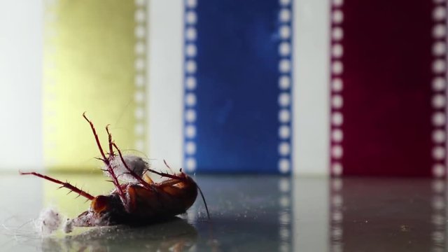 dying cockroach on the dusty  house floor with dirt