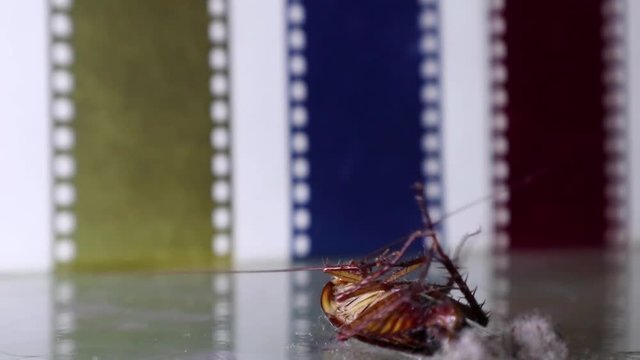 dying cockroach on the dusty  house floor (dirty)