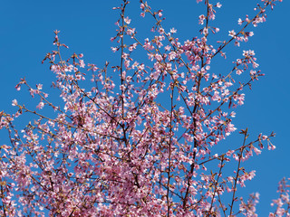 Prunus incisa - Cerisier du Japon  'paean' 