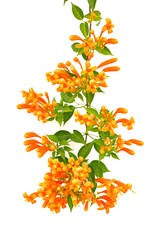 Close up Orange trumpet, Flame flower, Fire-cracker vine on white background
