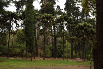 Botánico 