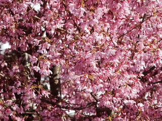 Prunus incisa - Cerisier du Japon  'paean' 