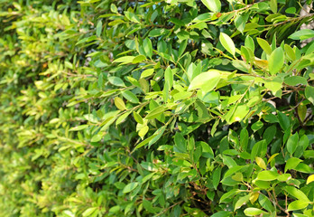 Fresh green tree leaf on blurred background in the summer garden