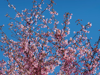 Prunus incisa - Cerisier du Japon  'paean' 